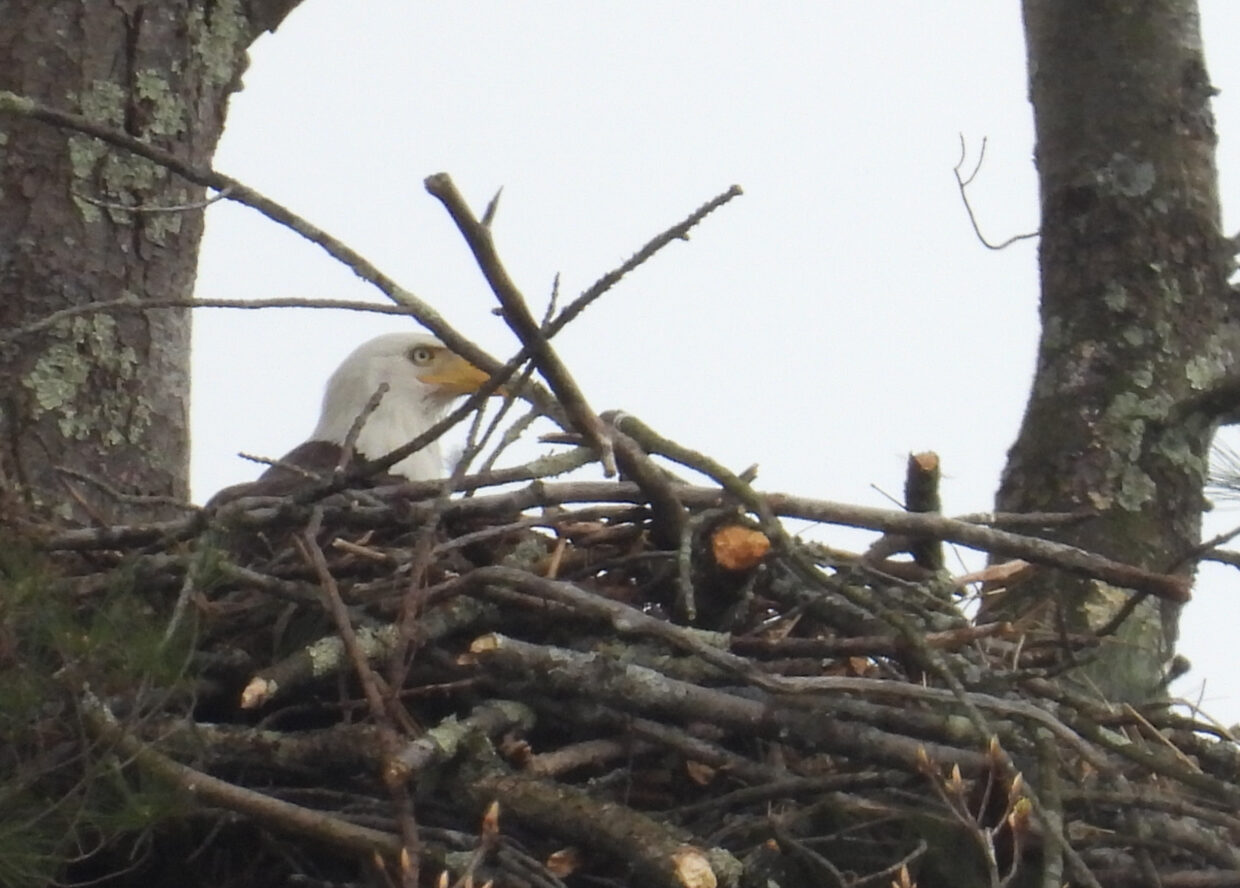 Bald Eagle Nesting