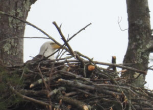 Bald Eagle Nesting