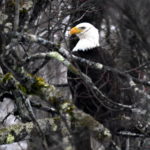 Bald Eagle-Jan19-17