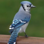 Blue-Jay-Oct-2016