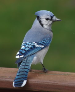 Blue-Jay-Oct-2016