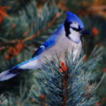 Blue-Jay-Way