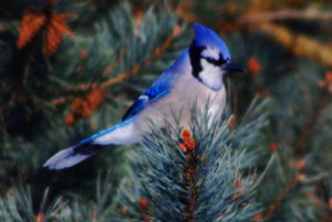 Blue-Jay-Way