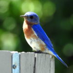 Bluebird-jun2017