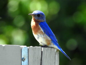 Bluebird-jun2017