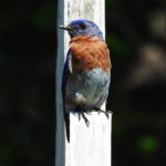Bluebird-posing