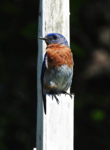 Bluebird-posing