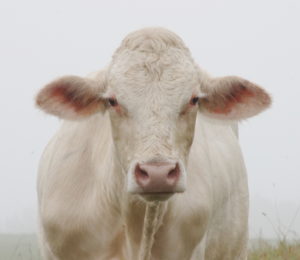 Charolais