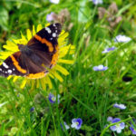 Red Admiral Butterfly