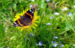 Red Admiral Butterfly