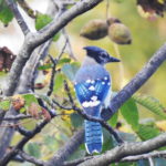 Butternut-BlueJay