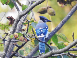 Butternut-BlueJay