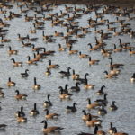 Canada-Geese