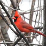 Cardinal