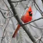Cardinal-jan22-17
