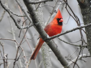 Cardinal-jan22-17