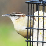 Carolina Wren