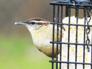 Carolina Wren