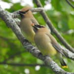 Cedar-Waxwing-pair