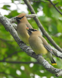 Cedar-Waxwing-pair