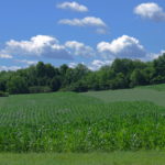 Clouds-Corn-Oats