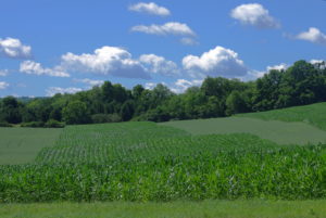 Clouds-Corn-Oats