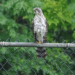 Coopers-Hawk-7-14-16