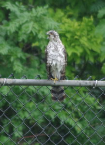 Coopers-Hawk-7-14-16