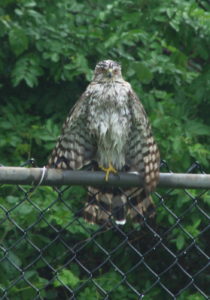 Coopers-Hawk-II-7-14-16