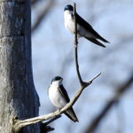 Tree Swallows