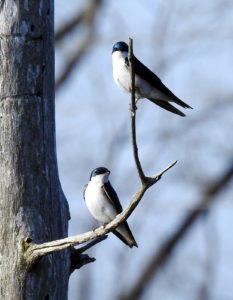 Tree Swallows