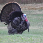 Wild Turkey