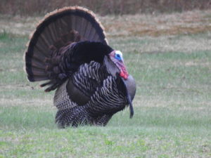 Wild Turkey