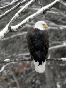 Another Bald Eagle