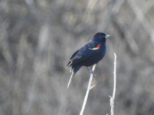 Red-Winged Blackbird - Rayhill Trail February 21, 2018