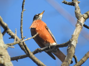 Robin seen at the Rayhill Trail, February 21 2018.