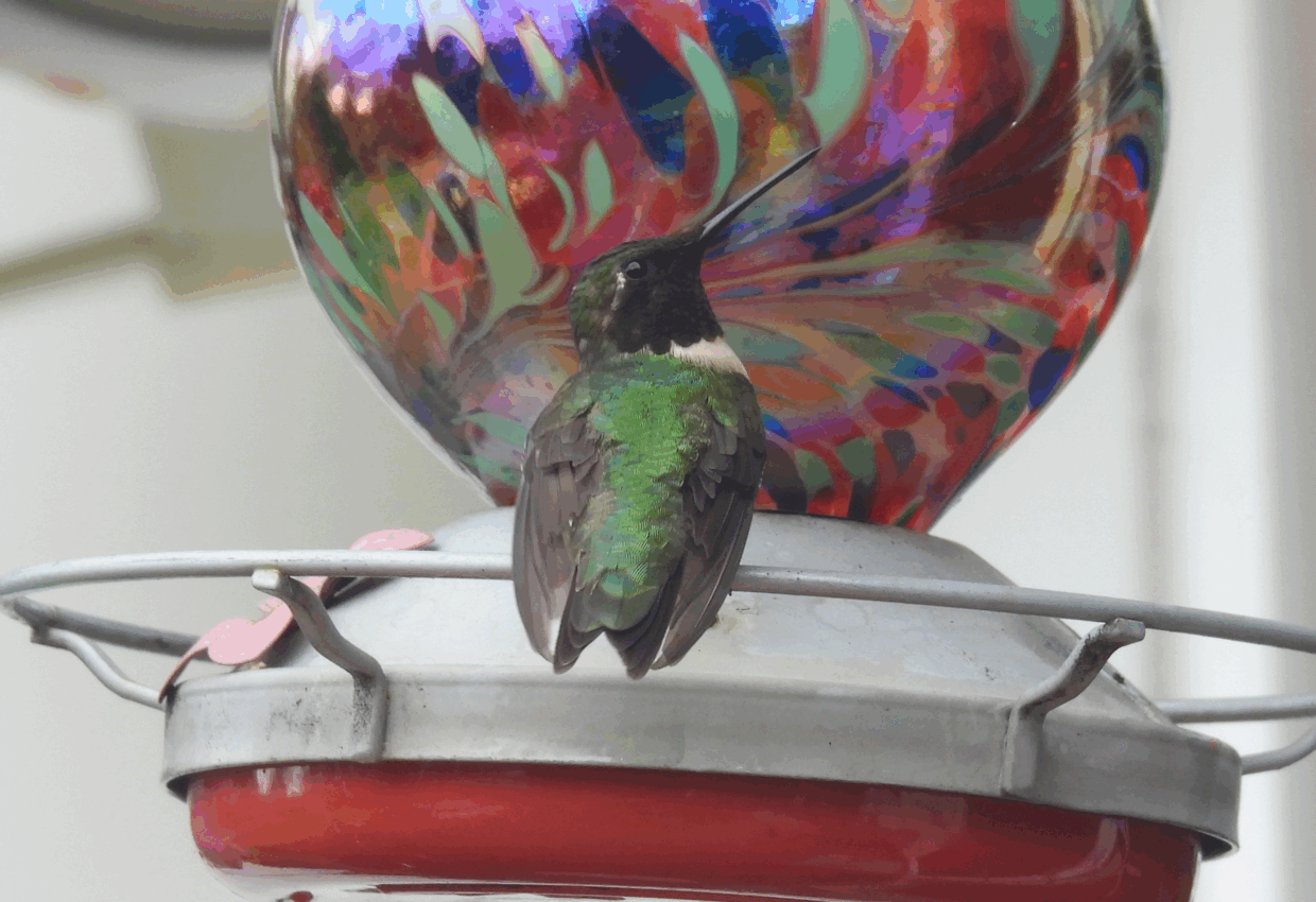 Hummingbird at Feeder