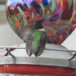 Hummingbird at Feeder