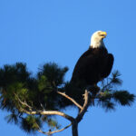 Deowango-Eagle 1