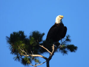 Deowango-Eagle 1