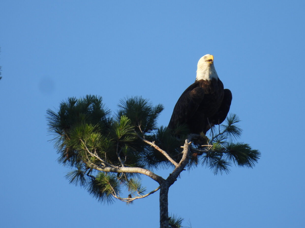 Deowango Eagle 2