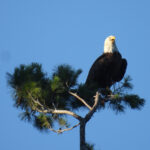Deowango Eagle 2