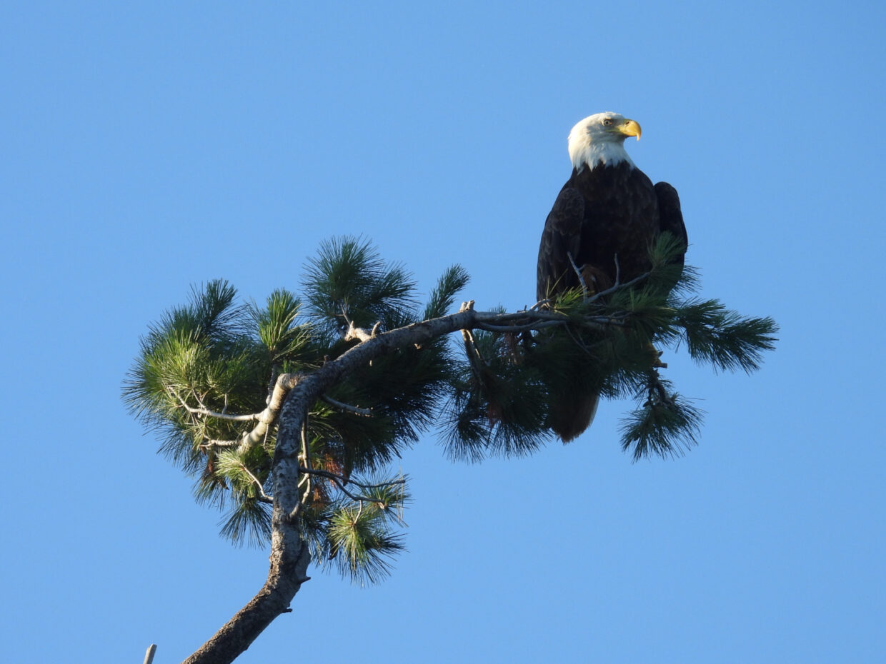 Deowango Eagle 3