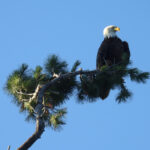 Deowango Eagle 3