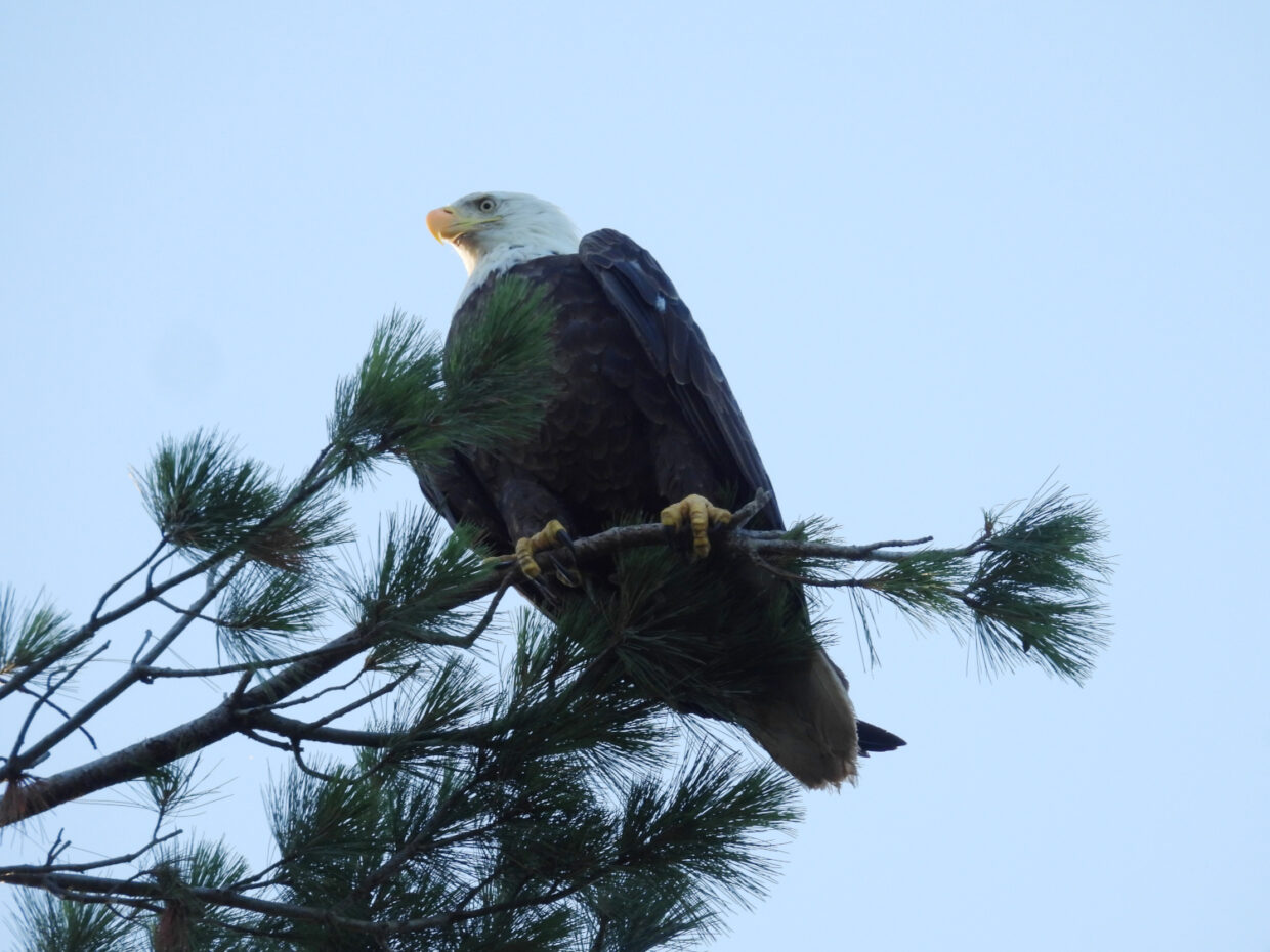 Deowango Eagle 4