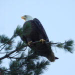 Deowango Eagle 4