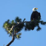 Deowango Eagle 5