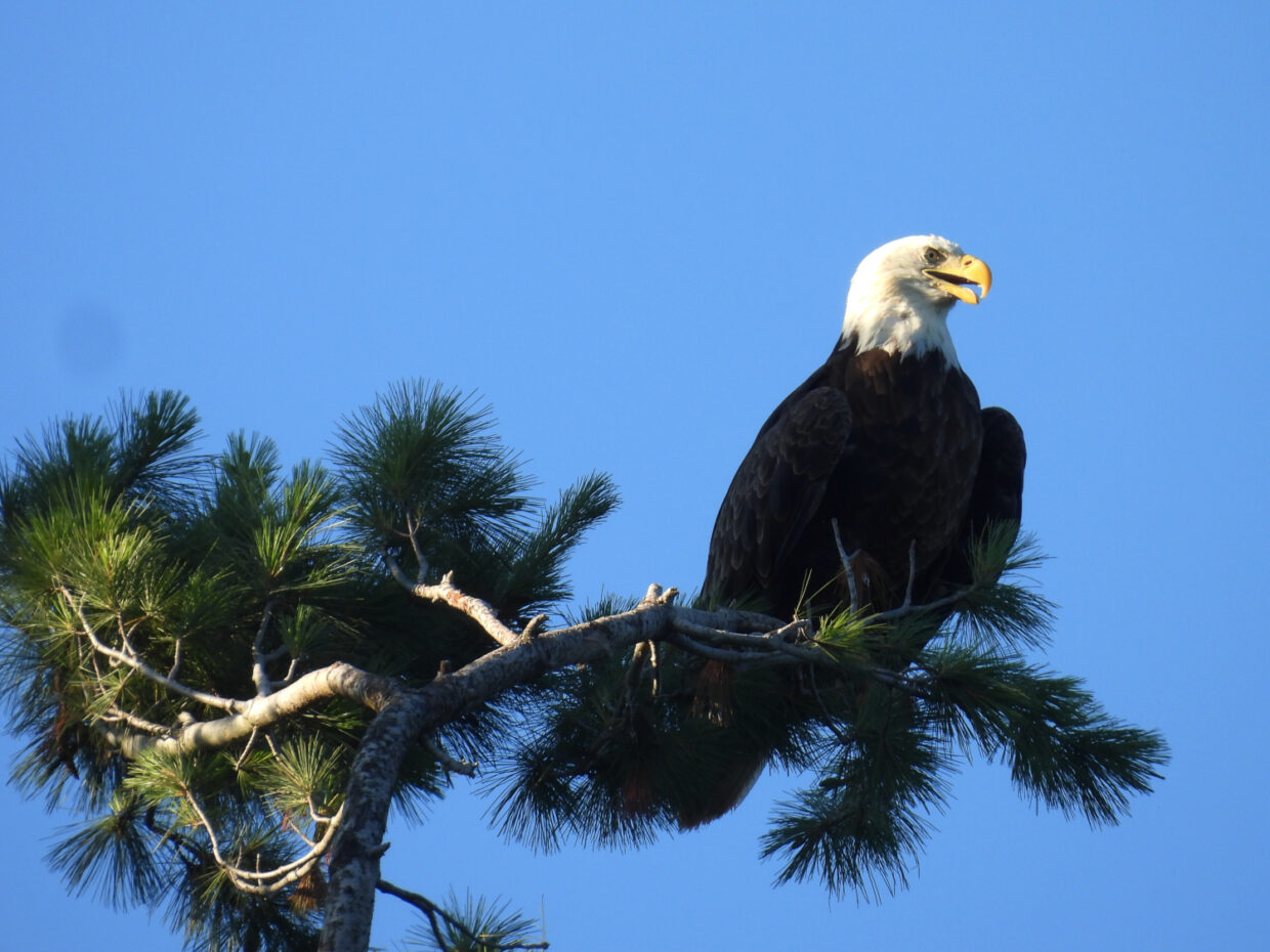 Deowango Eagle 6