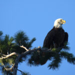 Deowango Eagle 6