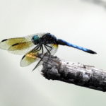 Dragon-fly